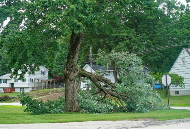 Best Tree Mulching  in Masury, OH